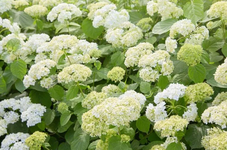 Mature Plant